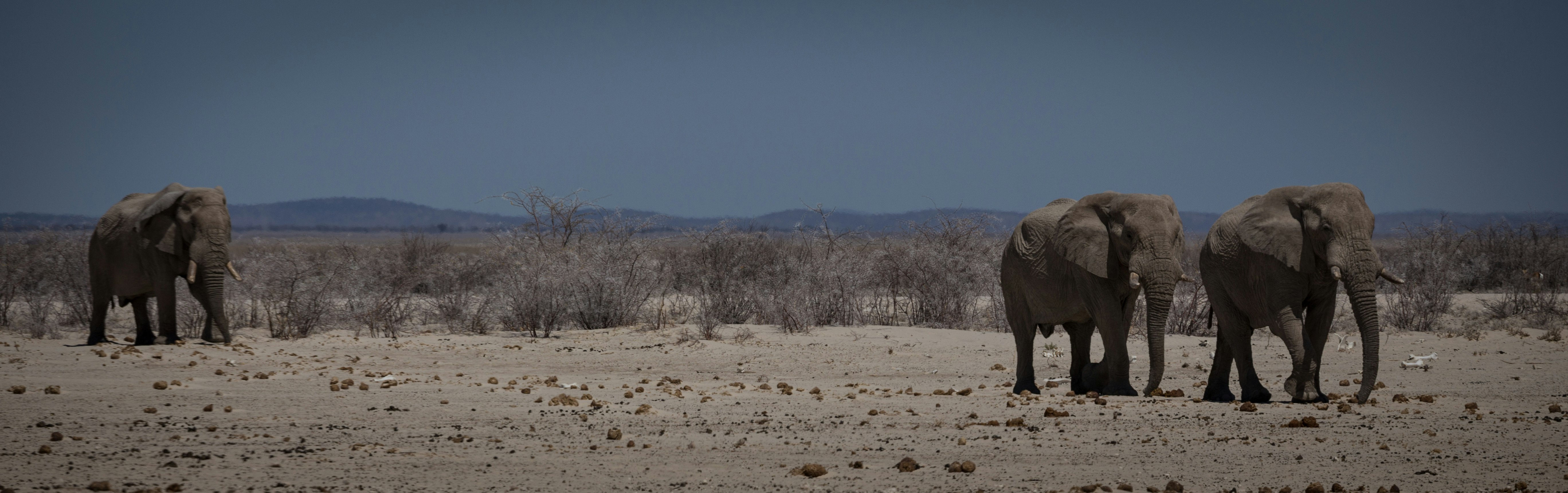 walking elephants on desert